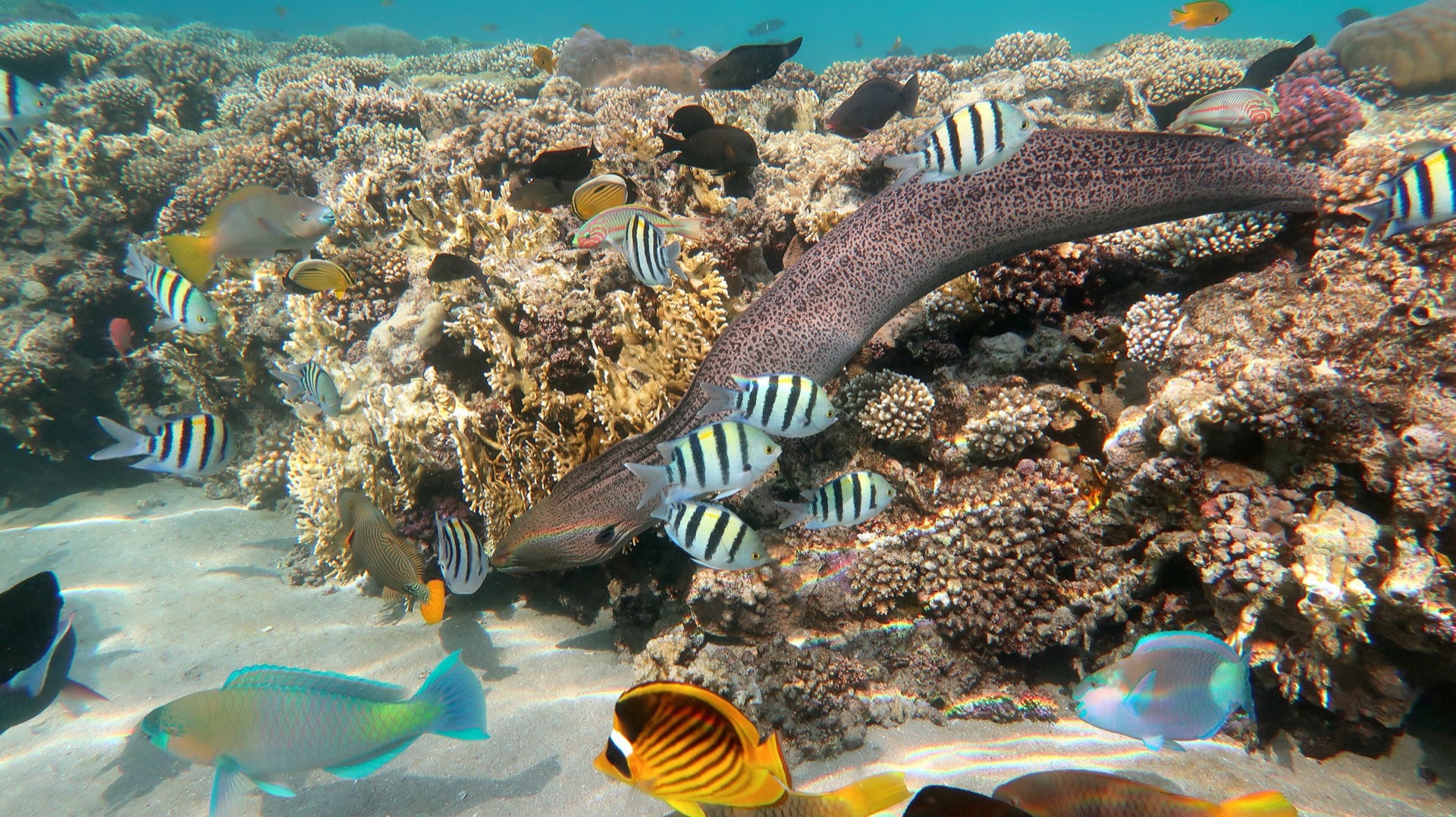 Naama Bay Sharm - 2